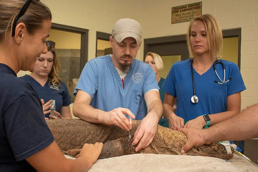 Animal care team completing Sheldon's exam