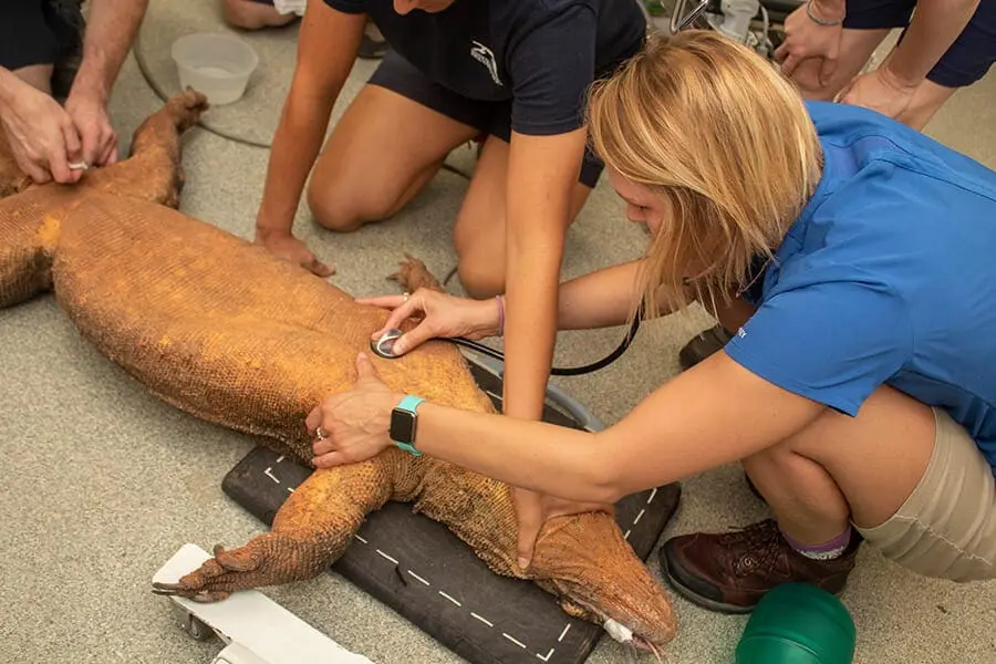 Animal care team using stethoscope to monitor Sheldon's heart rate