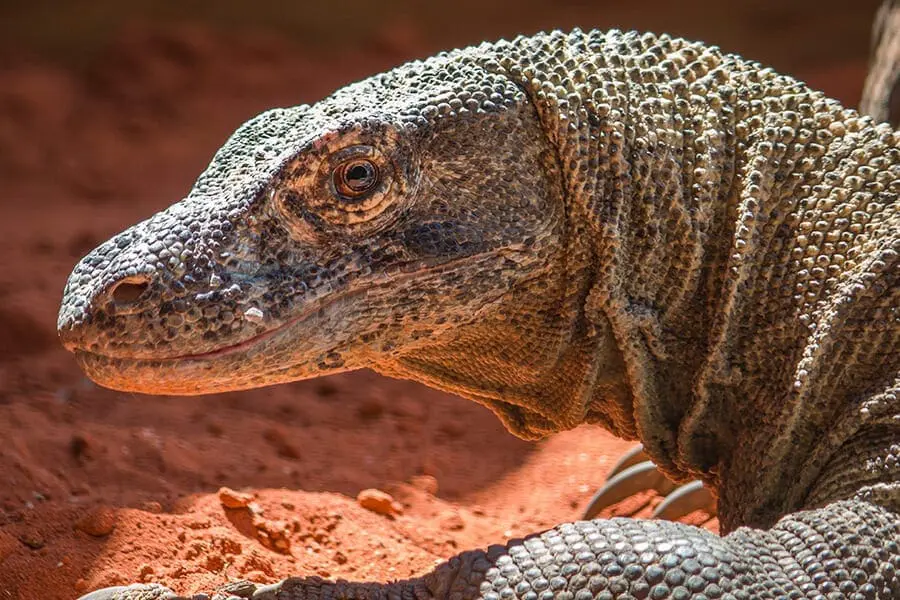 Sheldon, a komodo dragon