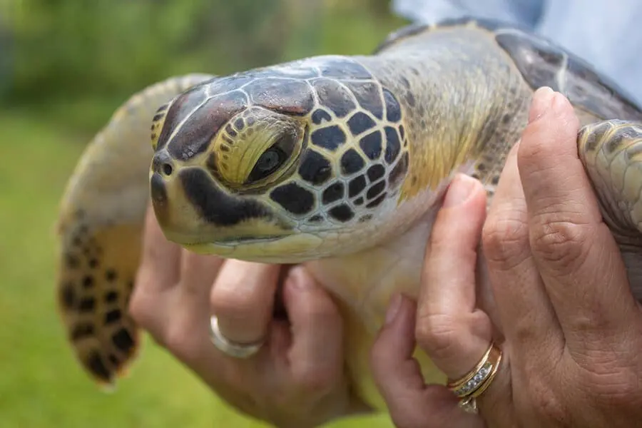 Skipper a green sea turtle