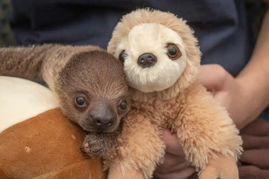 sloth plush ii