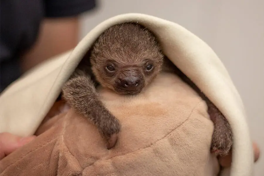 sloth1