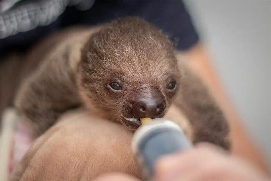 sloth3