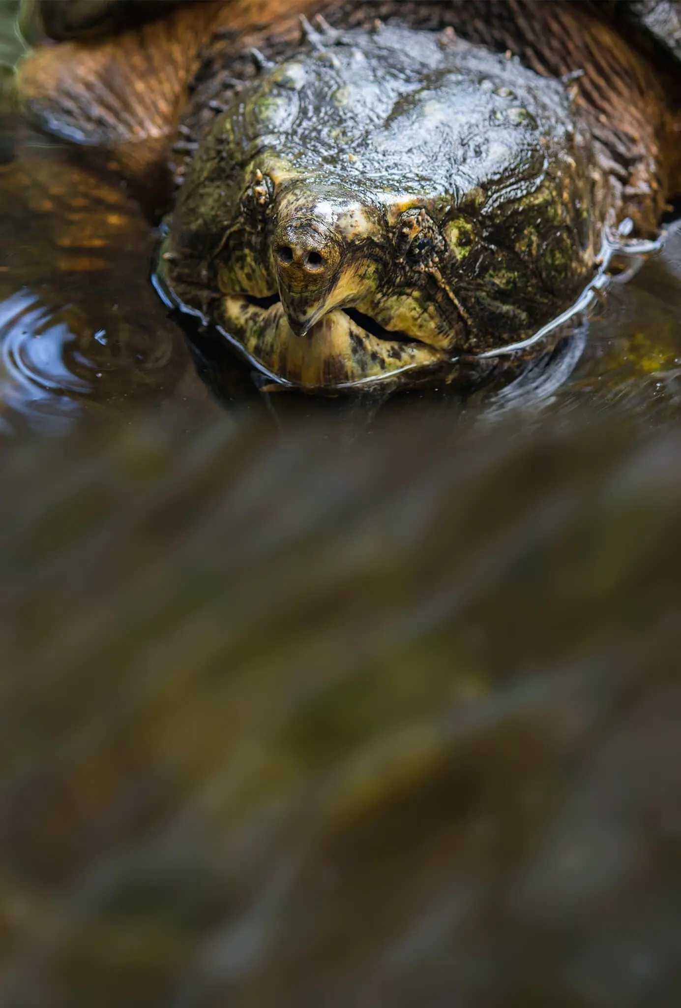 Alligator Snapping Turtle