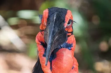 Southern Ground Hornbill