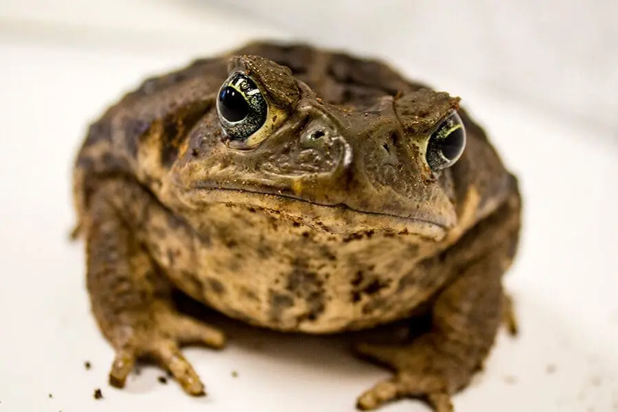 Southern toad