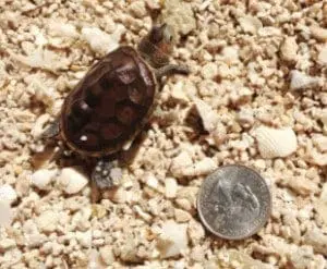 Terrapin next to a quarter