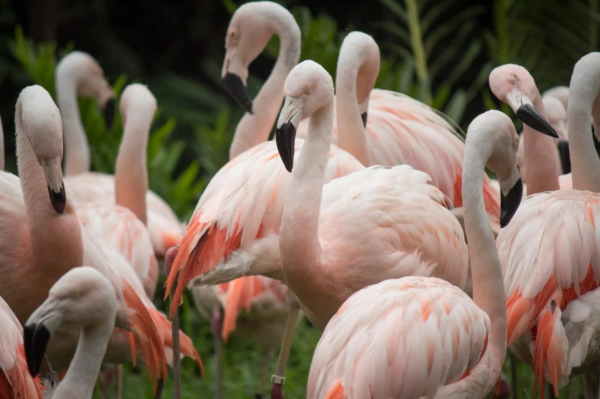 Flock of flamingos