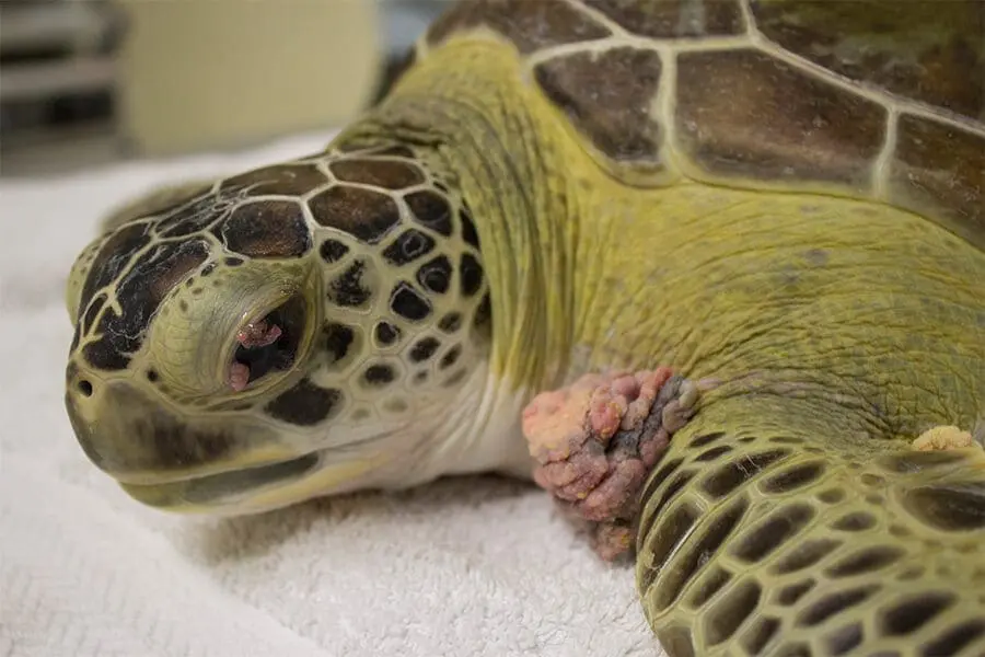 FP tumors growing on green sea turtle Toni's front flipper and eye