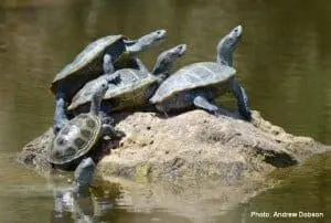 Terrapin turtles on rock