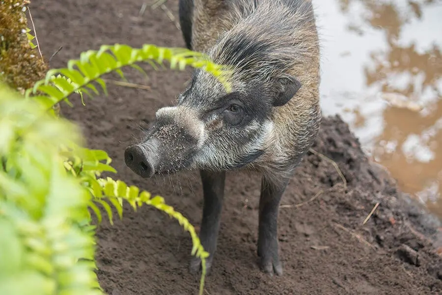 Baboy a visayan warty pig