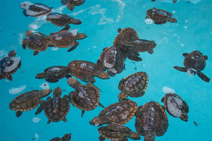 Washbacks