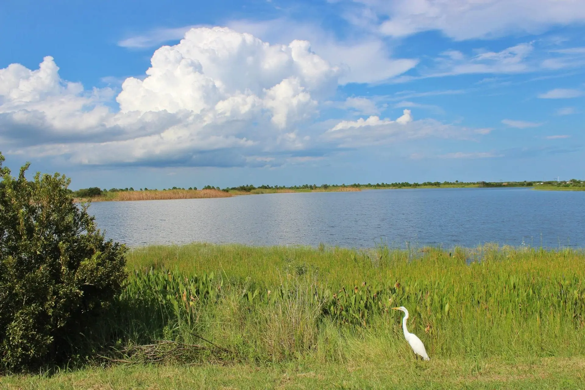 Wetlands