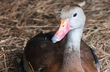 Black-bellied Whistling Duck