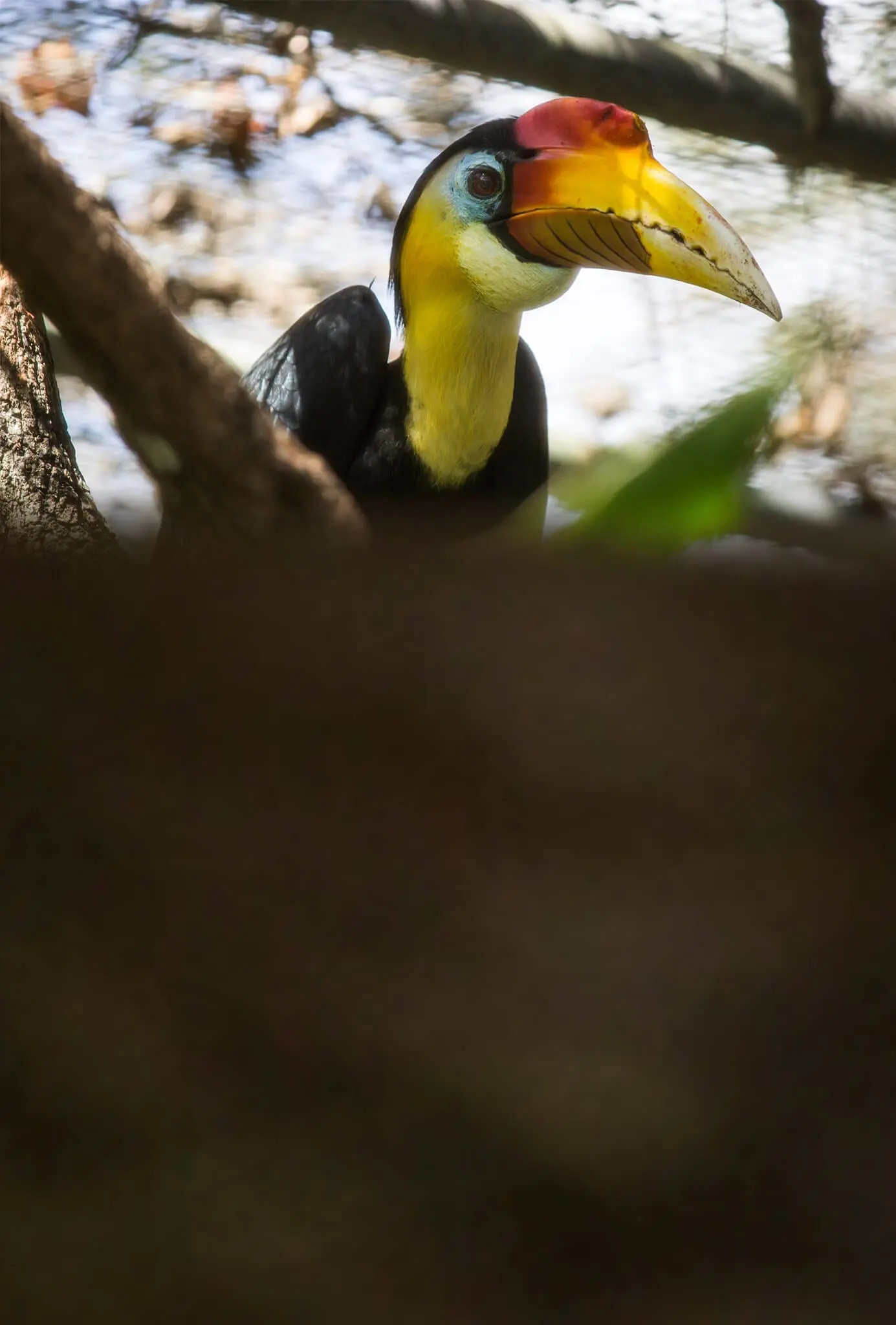 Wrinked Hornbill2