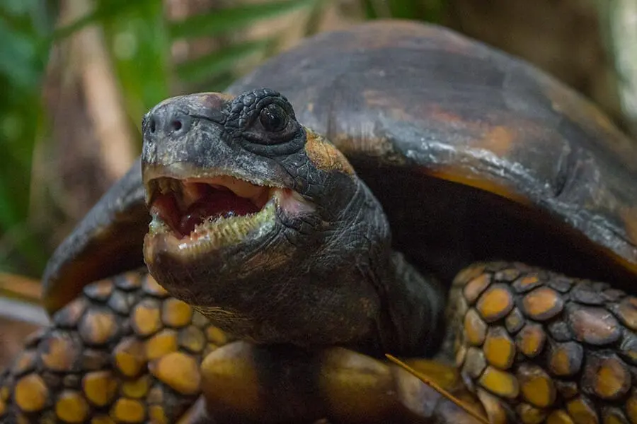 Yellow-footed tortoise