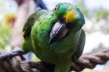 Yellow-naped Amazon