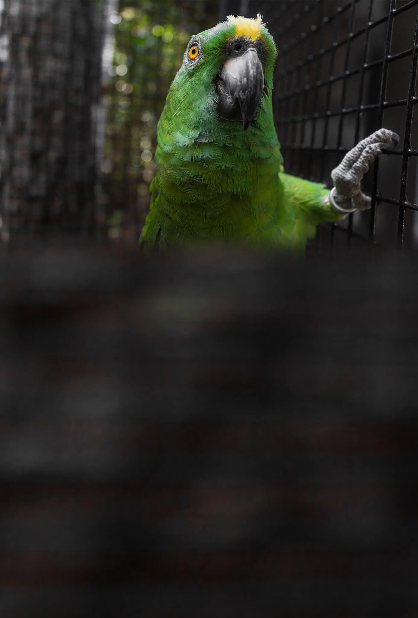 Yellow-naped Amazon2