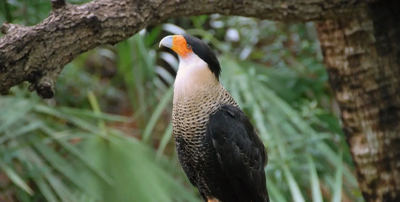Crested cara cara