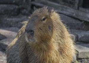 Capybara