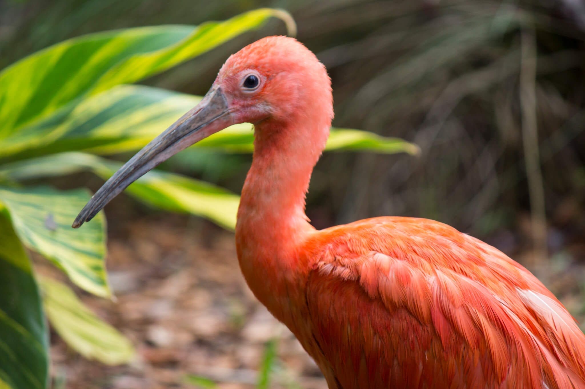 Scarlet Ibis