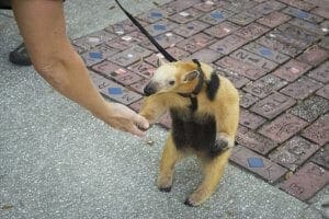 Southern Tamandua