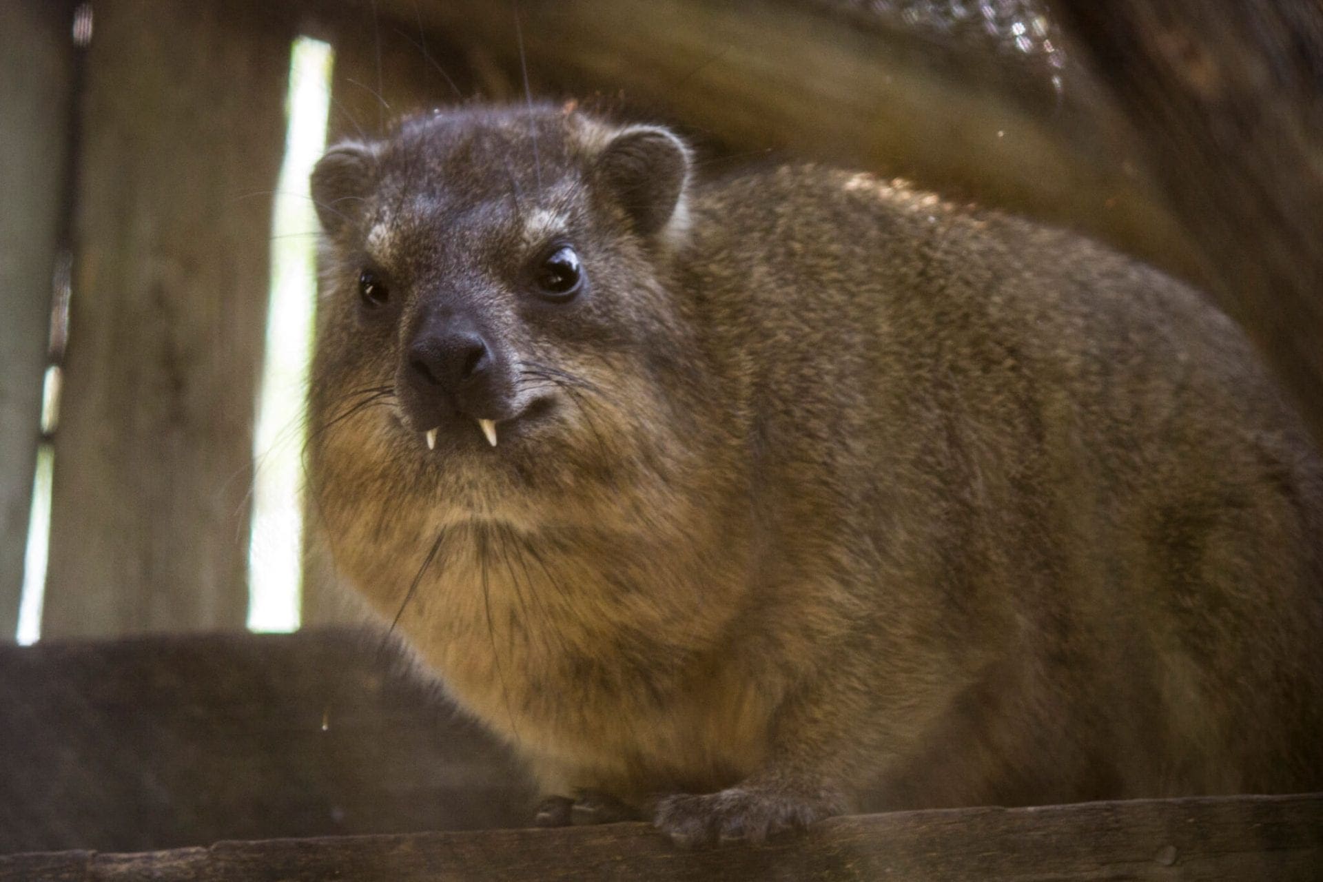 Hyrax