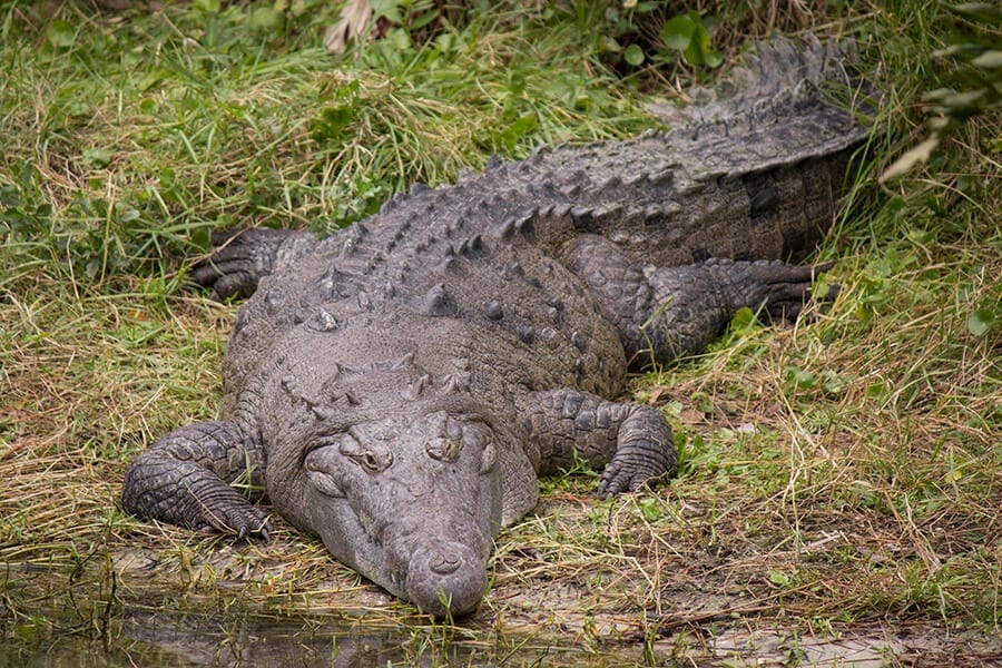 Crocodile