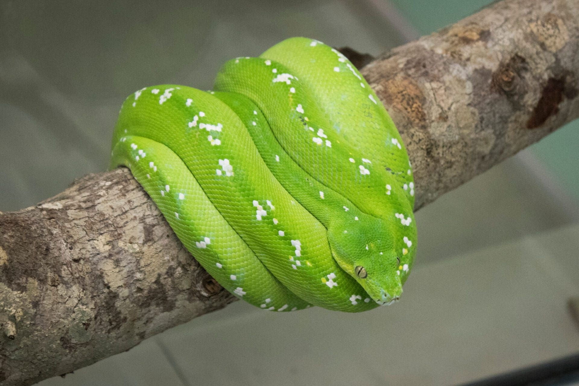 Green Tree Python