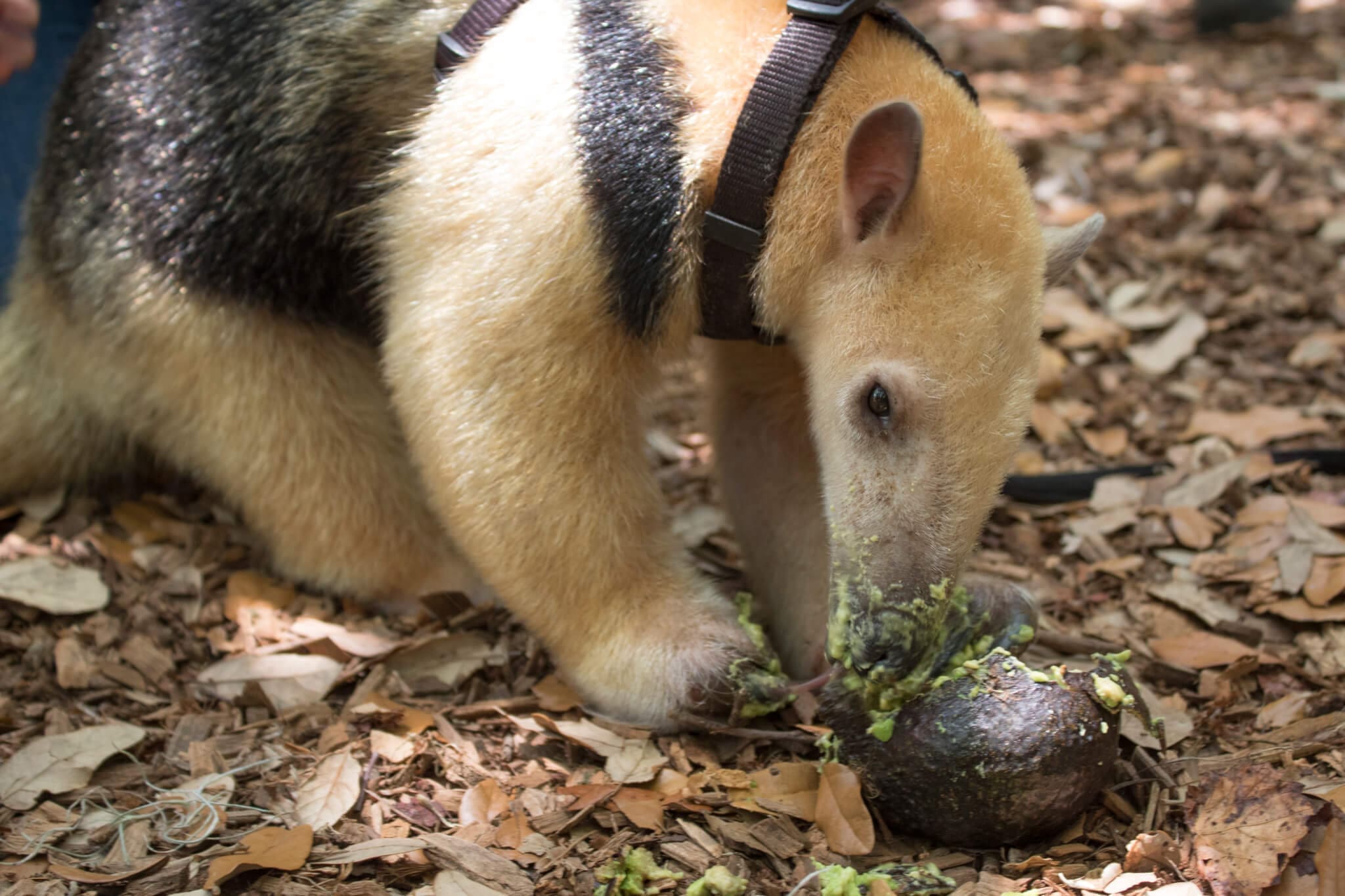 Southern Tamandua