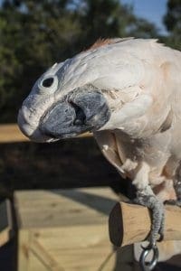 Salmon-crested cockatoo