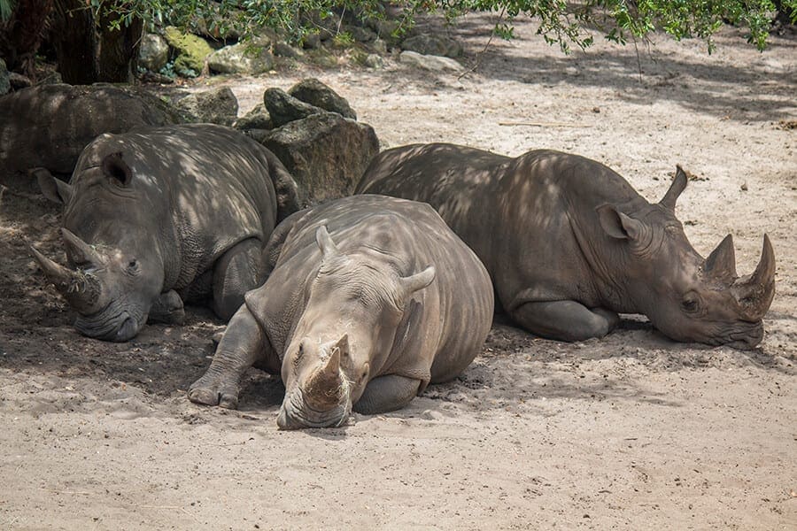 Our three rhinos relaxing in shade