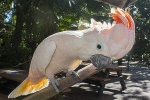 Salmon-crested Cockatoo