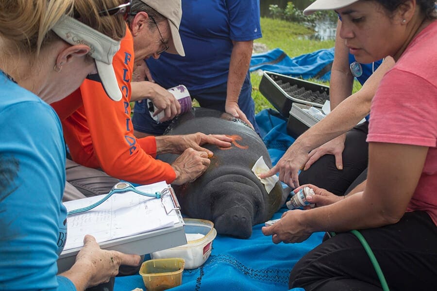 Volunteers assist with manatee rescue