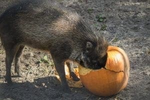 Visayan warty pig with face in pumpkin