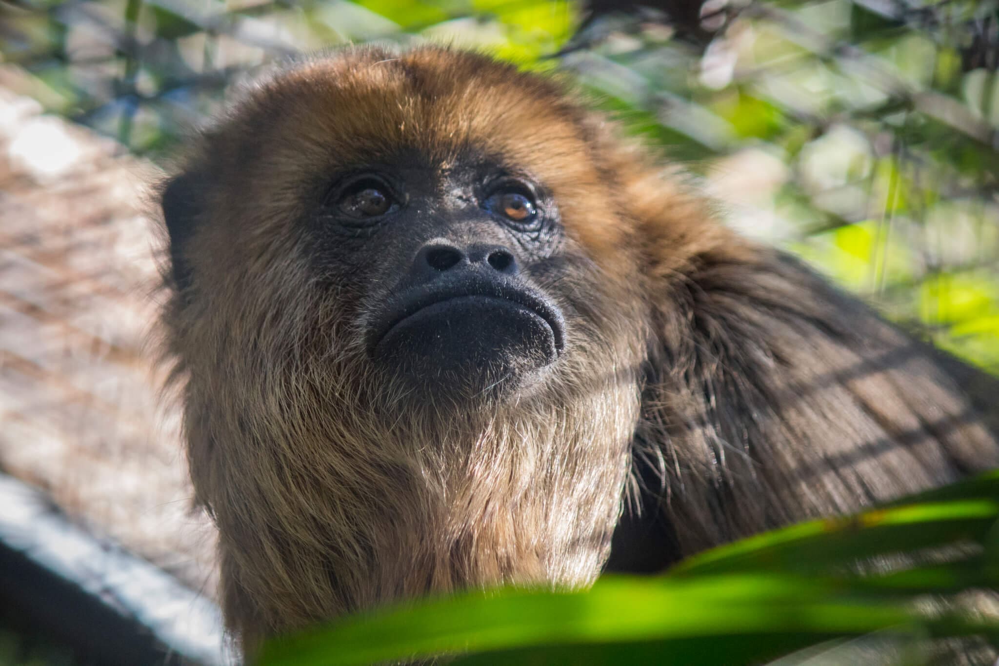 Alouatta caraya / Black howler in Wildlife World Zoo, Aquarium & Safari Park