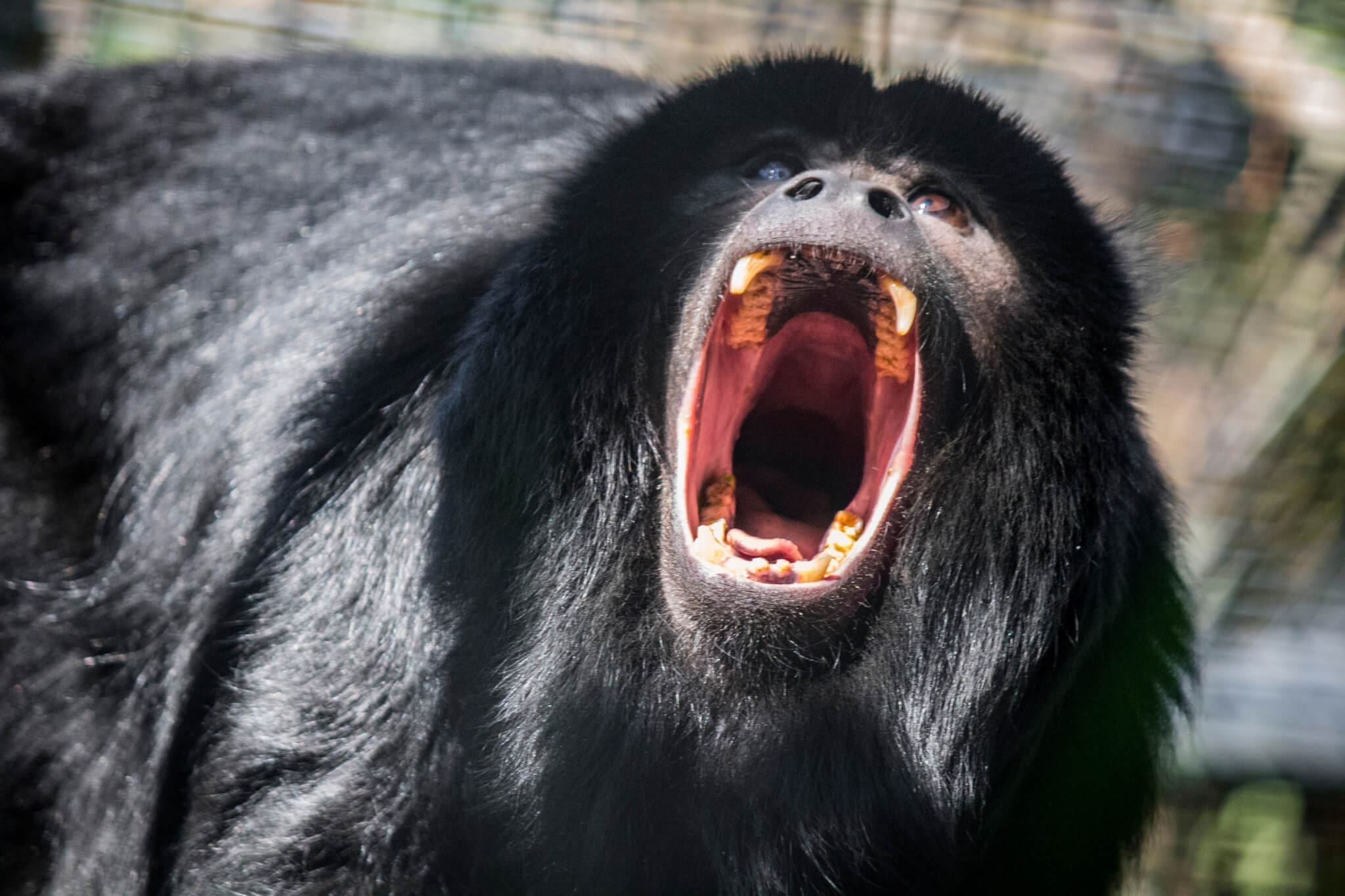 Black howler monkey  Smithsonian's National Zoo and Conservation