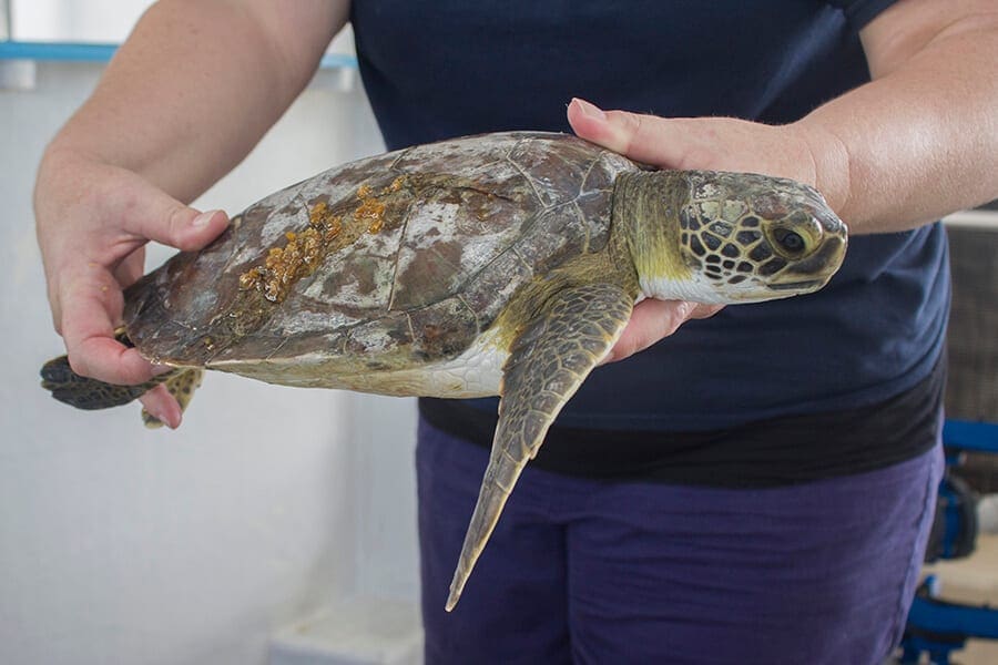 Green sea turtle with honey packed in his shell wound