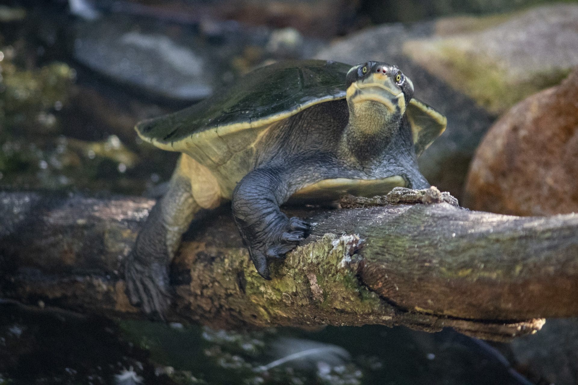 Krefft's River Turtle