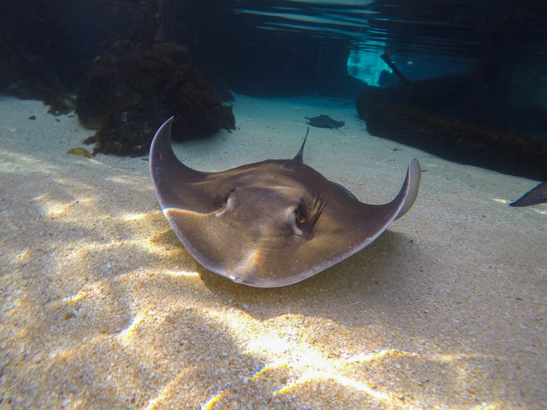 Southern stingray