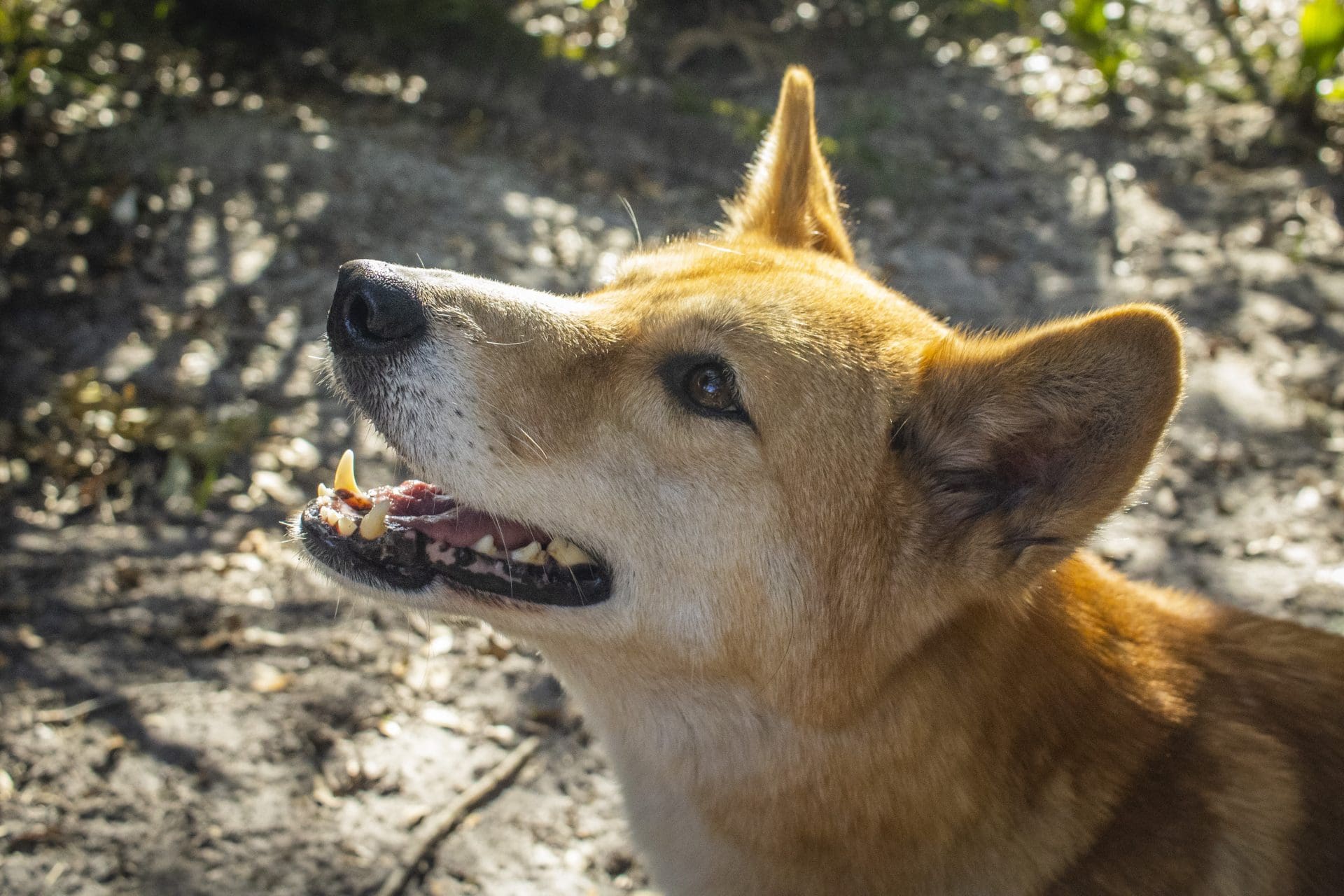 Dingo, Our Animals