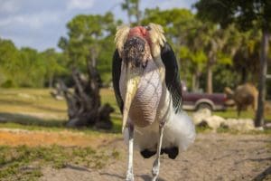 marabou stork