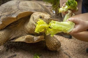 African spurred tortoise