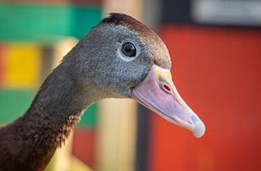 black-bellied whistling duck