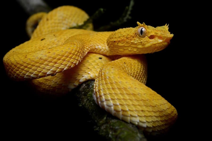 Rainforest Revealed A Radical Transformation Is Underway In La Selva   Eyelash Viper Geoff Gallice 