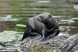 giant otter steve wilson