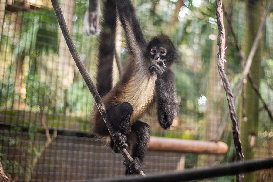 A Day in the Life of our Spider Monkeys - Brevard Zoo