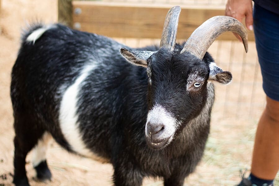 Ferdinand the goat