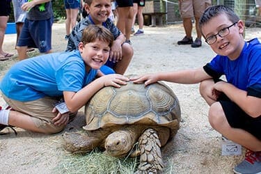 Two boys touching a tortoise