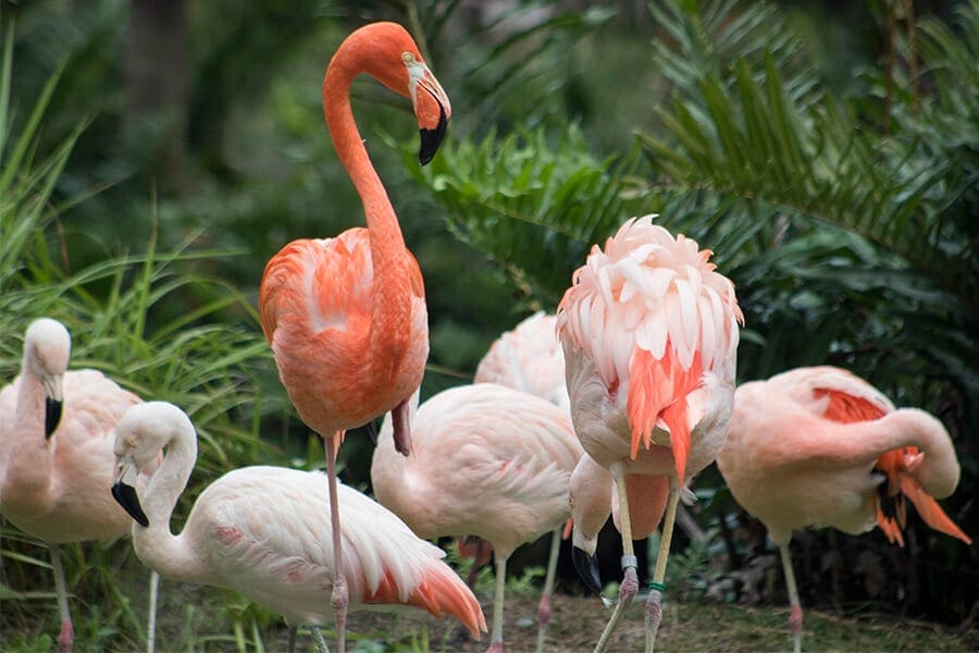 From a Romp to a Mob, Check Out These Animal Group Names - Brevard Zoo Blog